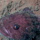 An anglerfish